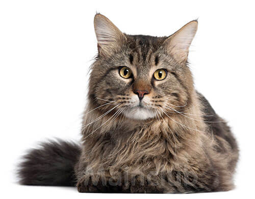 Как ухаживать и кормить кошку Как ухаживать и кормить кошку